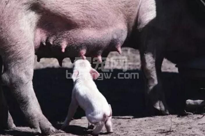 哺乳期母猪突然回奶，不用怕，看我半小时内搞定它
