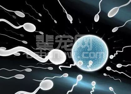 温氏也在用的配种方式，这是他们窝产13头的秘密