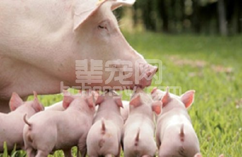 母猪妊娠后期管理；母猪胎盘停滞的主要症状及防治措施！