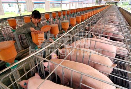 猪场做好生物安全的竟17个关键要点！