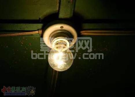 几个灯泡竟能让母猪多产仔？