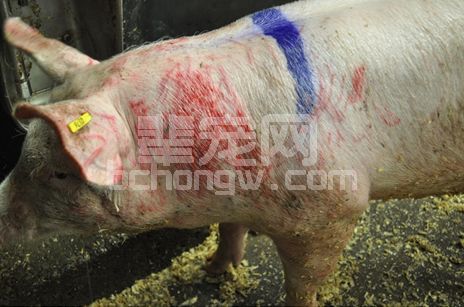 提高猪场效益，减少混群“打架”的管理和育种策略
