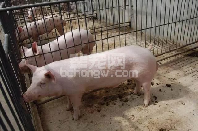 养猪7大忌讳，你注意了，省的不止是精力，还有财富！