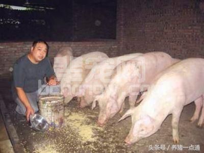 自己给猪做发酵饲料，猪不仅爱吃还能降低饲料成本，划算！