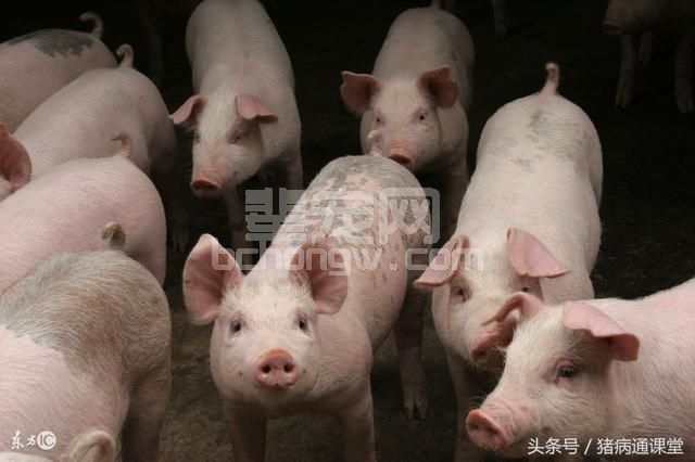 提高商品肉猪瘦肉率的措施有哪些？