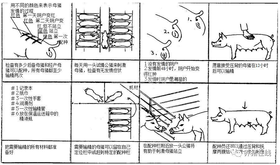 零基础教您给猪配种及配种后母猪的管理