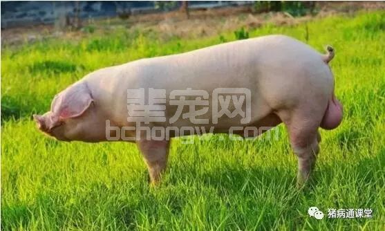 后备公猪是猪场核心，应该这样来挑选！
