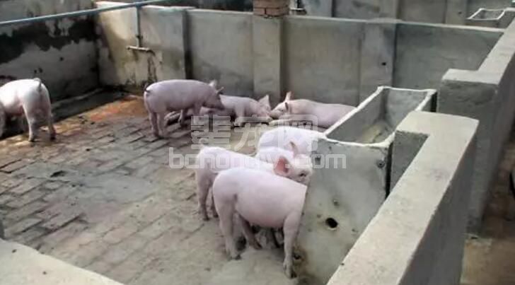 检查清单：仔猪断奶后饲喂方法是否科学之过渡料的饲喂方法