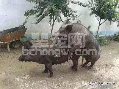 现在的猪为什么越来越难养？原来是因为......