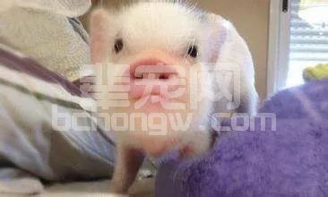 母猪不发情怎办？教您几招轻松刺激母猪发情