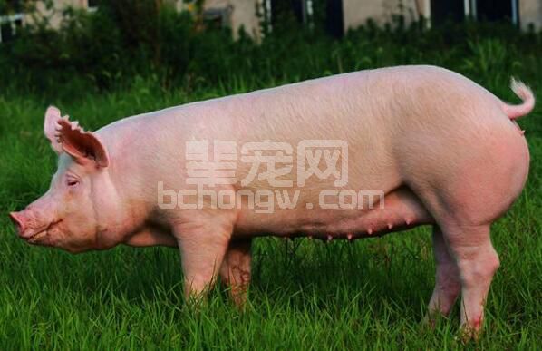 重复配种、双重配种啥区别？这些您都懂了么？