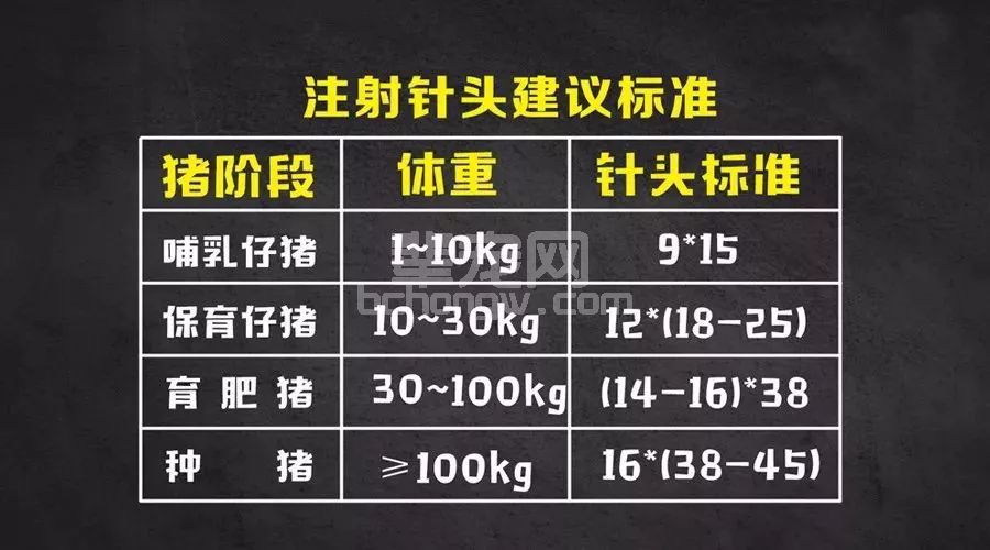 给猪打针，这4点不注意就是白搭