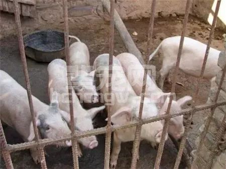 家庭养猪的致命弱点，养猪人看完再反思吧！
