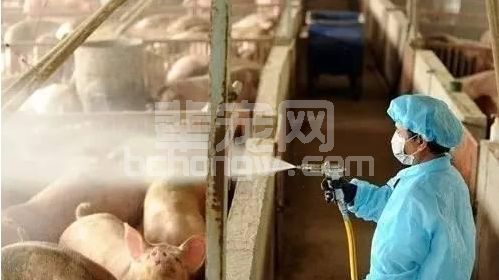 猪场这两个地方消毒不到位，会疾病不断！