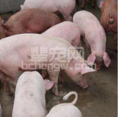 天冷咋防猪尿窝 养成定时排尿习惯
