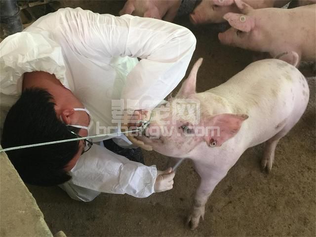 养猪户，你会打针吗？小心不要让猪“烦恼”哦！