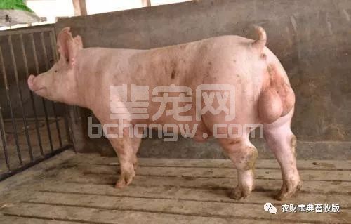 想有一坡好仔猪吗？ “望温闻稳问”帮你选好猪精