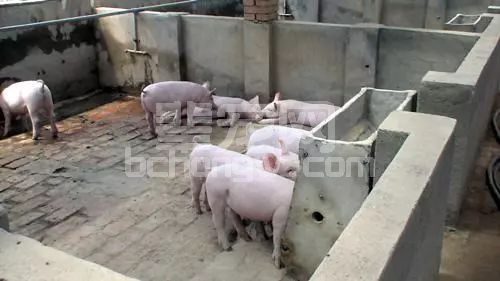 仔猪断奶后第1周应该吃多少呢？
