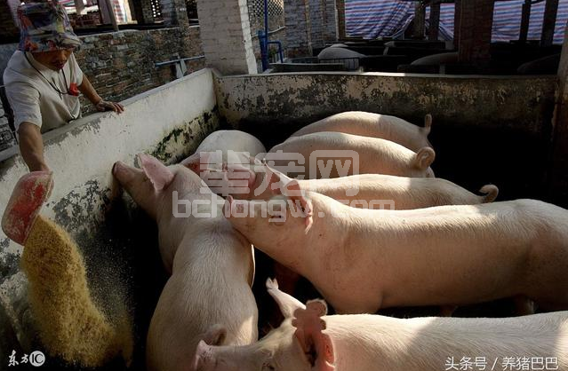 养猪几种错误，你犯过吗？