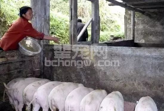 养猪稳赚，这与众不同的养猪技术也是没谁了，养猪神人民间！