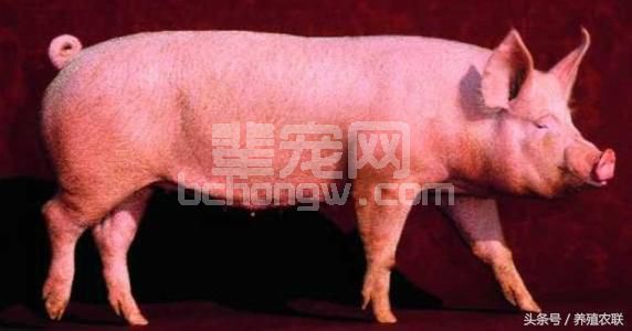 杜长大三元猪出栏前期如何饲养？猪场最常见育肥品种
