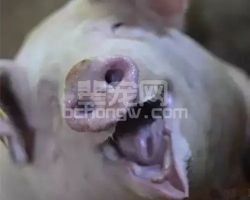 公猪过度采精被掏空，如何调理才能快速恢复？自繁自养场一定要看！