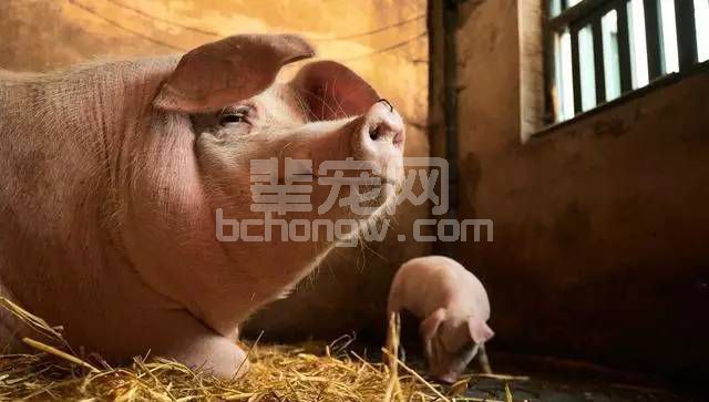 三种草喂猪引爆养猪界！但是喂猪时还是要注意
