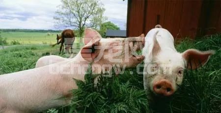 养猪一定要狠！这种猪不淘汰每天亏你几百块！