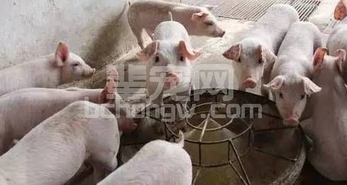 给猪换料、用药什么时候最佳？8大关键点让您效率翻倍！