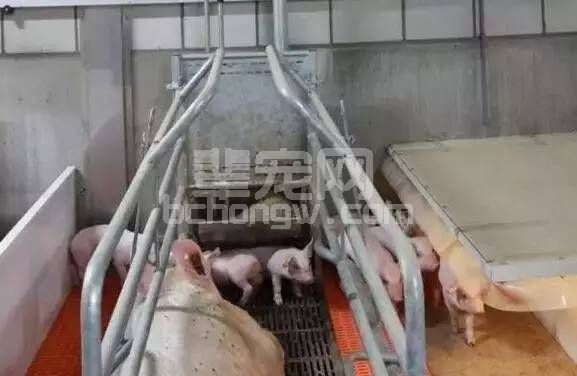 猪场牛人分享“三天”管理法则，让你养猪更轻松！