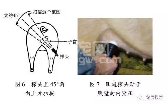 别让你的母猪“带薪休假”，要让你的仔猪胖胖惹人爱！