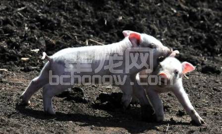 民间催肥秘方靠谱吗？揭秘那些有毒的养猪小偏方