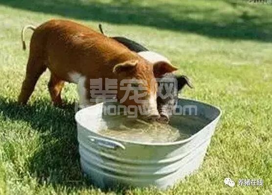 猪喝水，看似简单，有人把它当成大问题