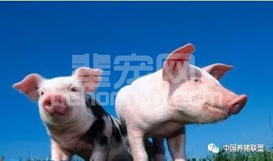 比猪价还严重的问题来了 猪舍除湿问题你重视了吗
