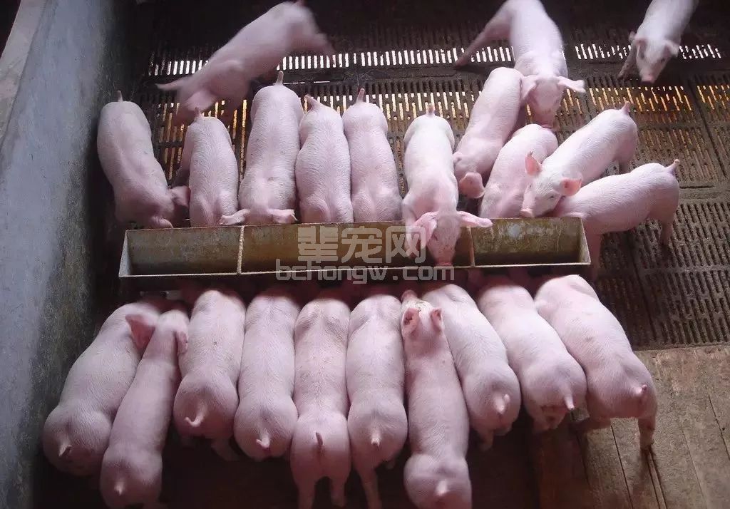 日增重达到1.4斤以上，这家猪场是怎么做到的？