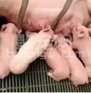 怎样发挥猪乳房最大的潜能？