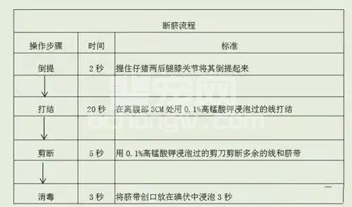 仔猪断脐千万不能做的四件事！你做了吗？