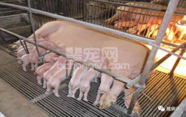 提高母猪初乳产量的关键因素是什么？