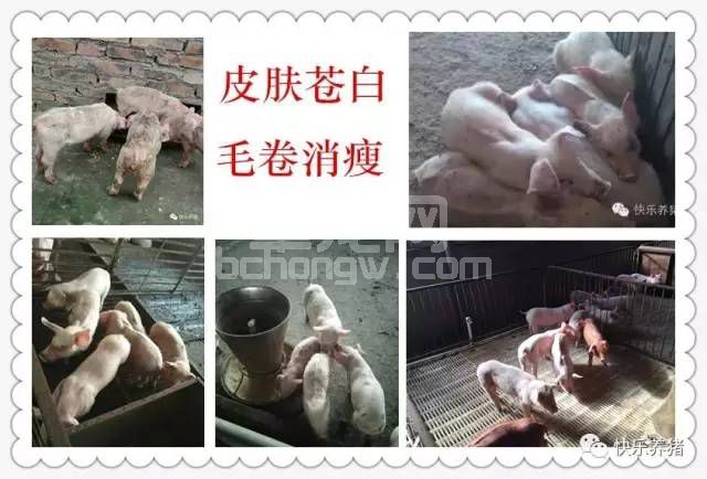 保育猪不好养，死淘率高！怎么办？