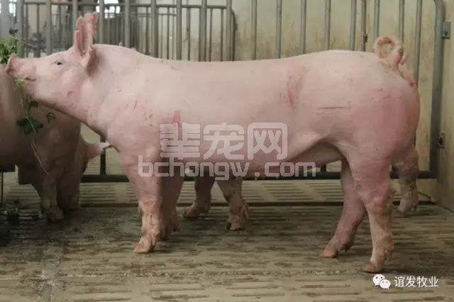 后备母猪饲养管理：一个目标、两个要求、三个条件！