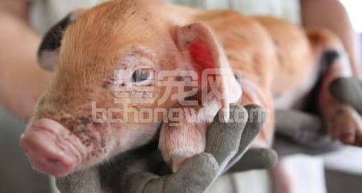 新生小猪耳朵发白拉稀怎么办？老猪农一招教你从根源上解决问题！