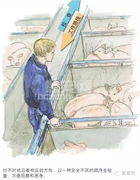 如何把猪场管理做得更精细？这些工作必须做到！