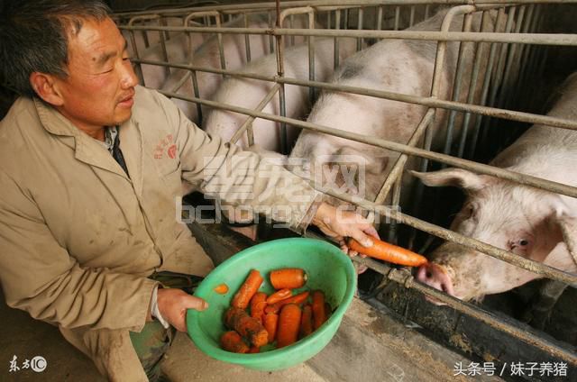 农村养猪赚钱难，养猪人顺着这3个路，赚钱才能持续