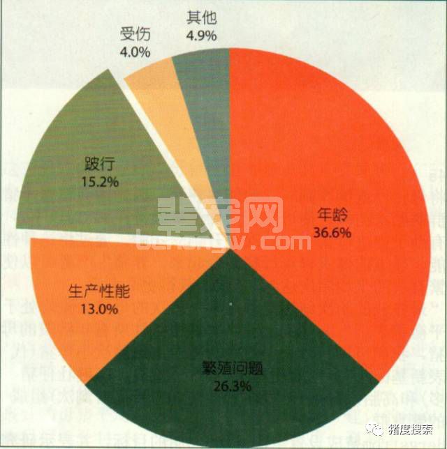 只要三步法就能延长母猪使用年限！