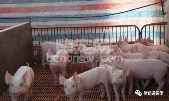 寒冷冬季如何使保育猪增重快、不生病？