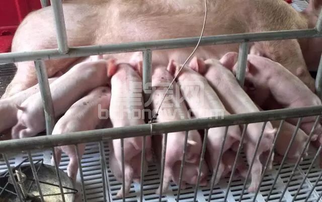 养猪人牢记吧！现在才知道饲喂产后母猪的方式一直是错的