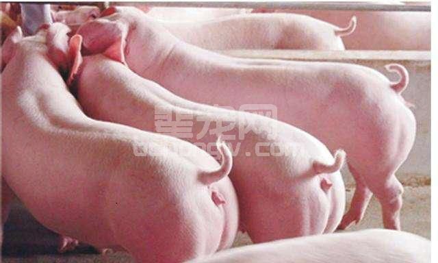 养殖户的福利：挑选小猪育肥、种母猪、种公猪的窍门
