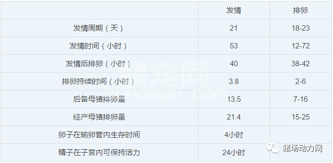 批次生产中空怀母猪的催情程序（值得收藏）