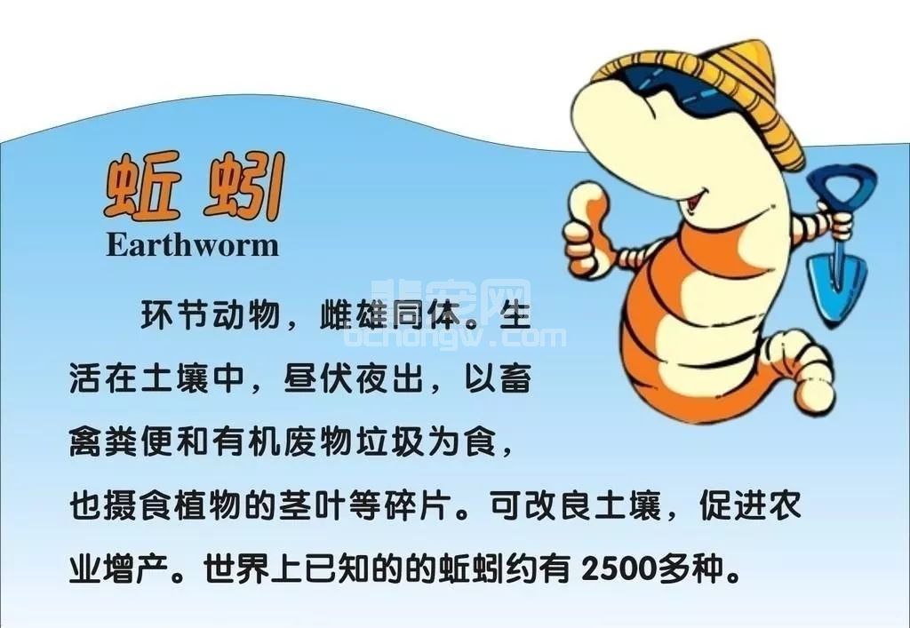 用它喂猪不要钱，还能给猪催肥、催乳、催情！