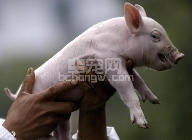 断奶仔猪怎么喂才不拉肚子 这两个仔猪饲养的小窍门你得知道